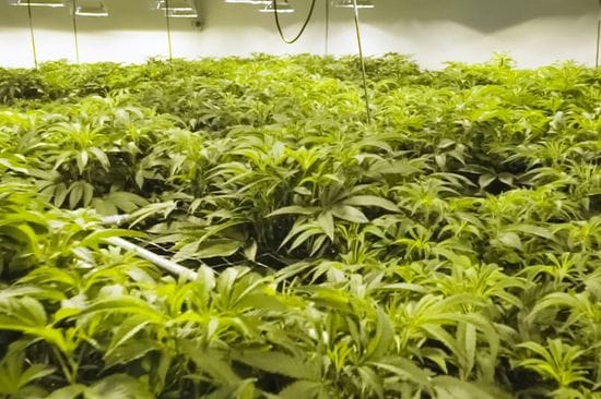 4 Pro Tips for Setting Up A Commercial Grow Room